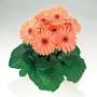 Seminte profesionale  Gerbera jamesonii - Gerbera - imagine 49182